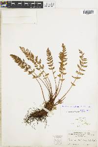 Woodsia scopulina image