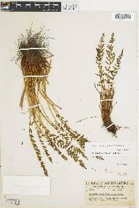 Woodsia scopulina image