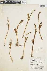 Botrychium minganense image