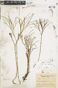 Psilotum nudum image