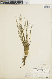 Isoetes engelmannii image