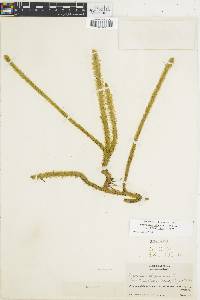 Lycopodiella alopecuroides image