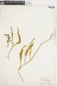 Spinulum annotinum subsp. dubium image