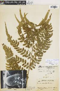 Marattia excavata image