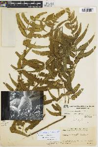 Marattia excavata image