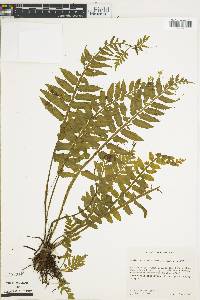 Asplenium alatum image