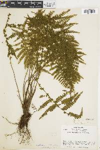 Asplenium cristatum image