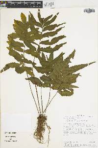 Hymenasplenium delitescens image