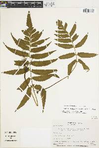 Hymenasplenium delitescens image