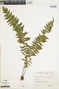 Asplenium potosinum image