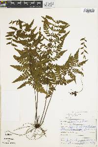 Asplenium radicans var. radicans image