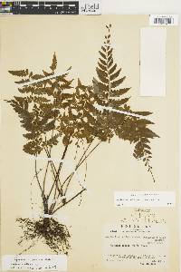 Asplenium radicans var. radicans image