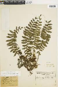 Asplenium rutaceum image