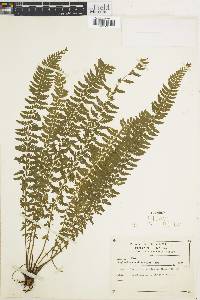 Asplenium sessilifolium image