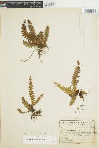 Blechnum asplenioides image