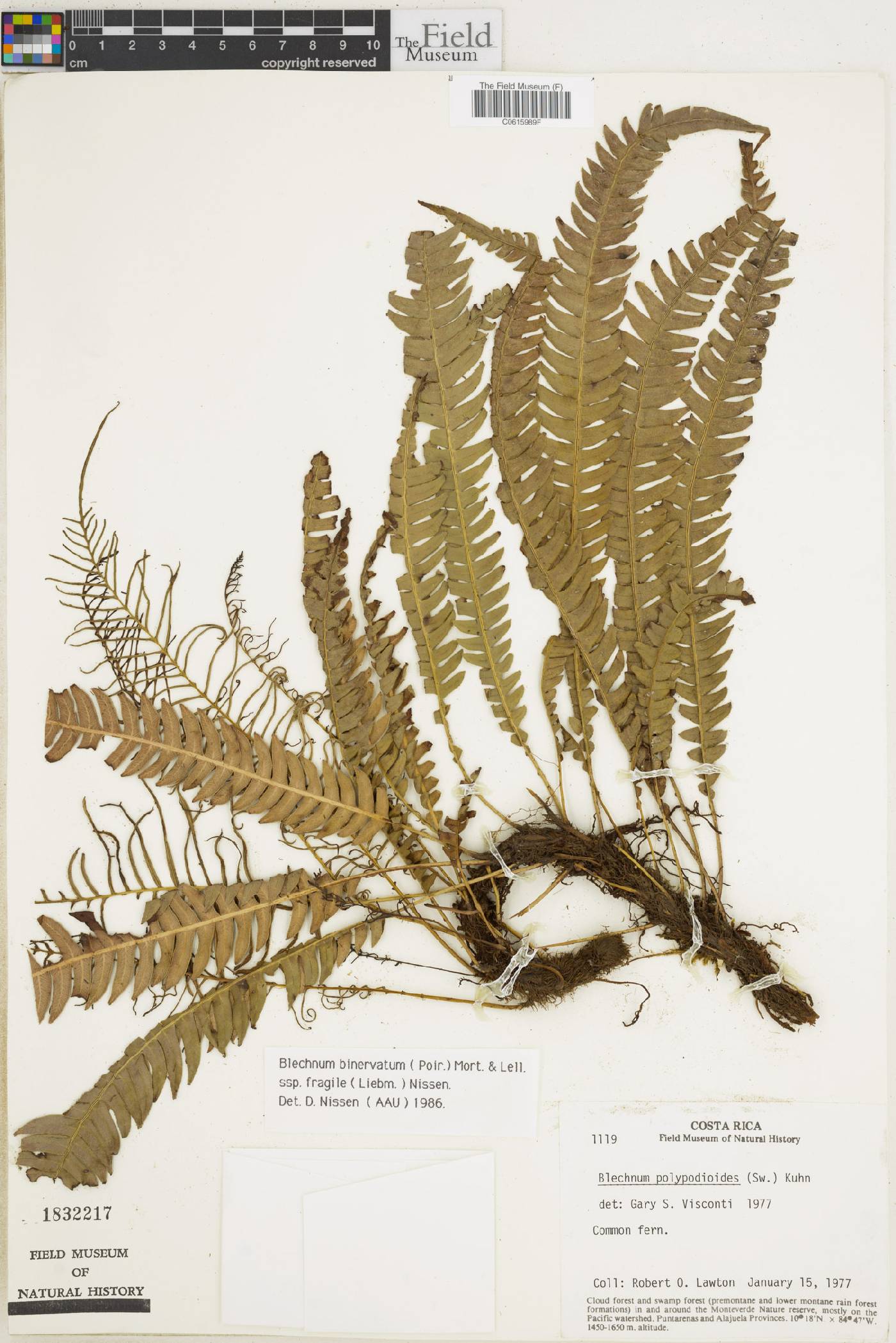 Lomaridium binervatum image