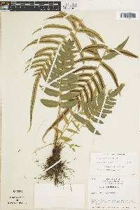 Blechnum x caudatum image