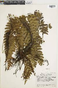 Austroblechnum lehmannii image