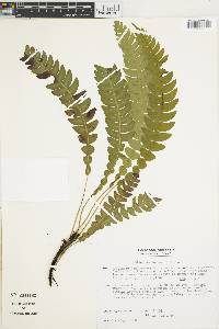 Austroblechnum lehmannii image