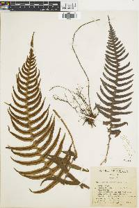 Blechnum occidentale image