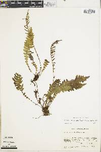 Austroblechnum stoloniferum image