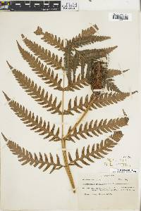 Woodwardia spinulosa image