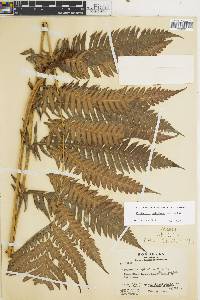 Woodwardia spinulosa image