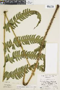 Cyathea aristata image