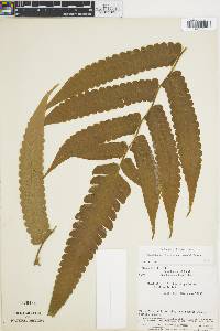 Cyathea choricarpa image