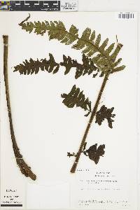 Cyathea mutica image