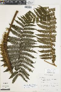 Cyathea acutidens image