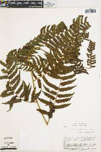 Cyathea divergens image