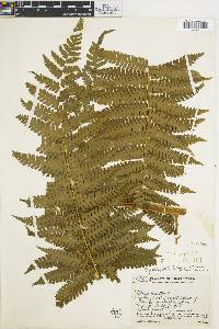 Cyathea divergens image