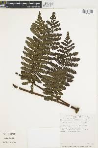 Cyathea pinnula image