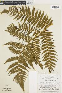 Cyathea suprastrigosa image