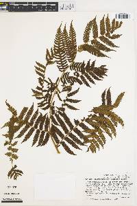 Cyathea suprastrigosa image