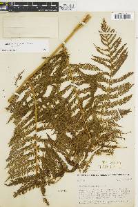 Cyathea godmanii image