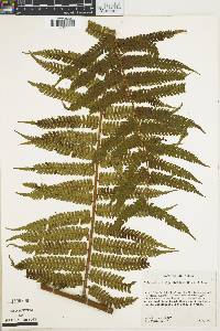 Cyathea schiedeana image