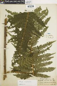 Cyathea schiedeana image