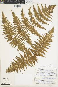 Pteridium caudatum image