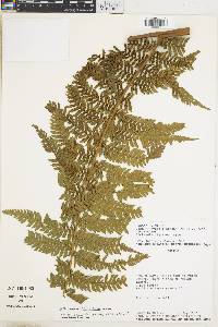 Dicksonia sellowiana image