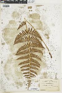 Dryopteris maxonii image