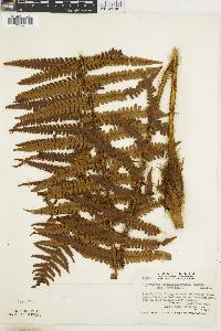 Dryopteris wallichiana subsp. wallichiana image