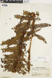 Dryopteris wallichiana subsp. wallichiana image