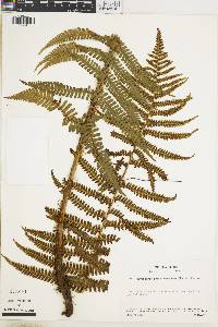 Dryopteris wallichiana subsp. wallichiana image