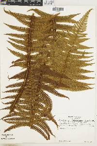 Dryopteris wallichiana subsp. wallichiana image