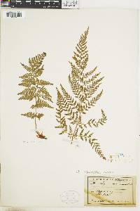 Dryopteris patula image