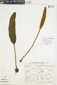 Elaphoglossum lehmannianum image
