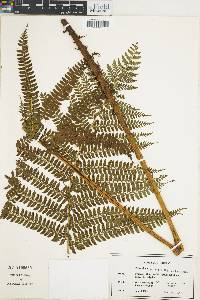 Polystichum hartwegii image