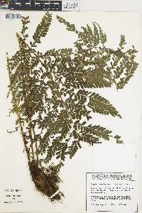 Image of Polystichum hartwegii